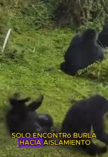 L1601001 Chimpanzee pushing grass (Parte 2)