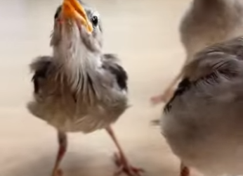 L1601002 Trash to Freedom One Man His Bird Friend (Parte 2)