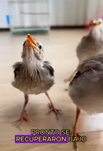 L1601002 Trash to Freedom One Man His Bird Friend (Parte 2)