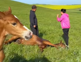 L1601004 young horse misses his mother (Parte 2)