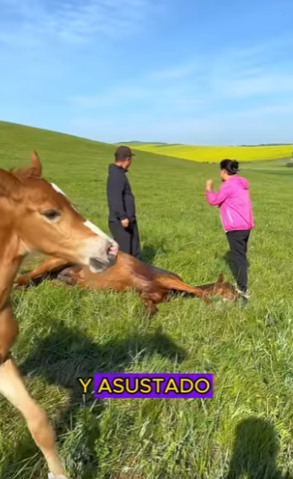 L1601004 young horse misses his mother (Parte 2)