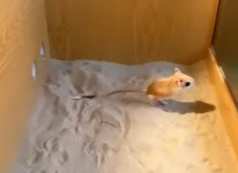 L1601006 jerboa helped car owner dig sand, owner took it home (Parte 2)