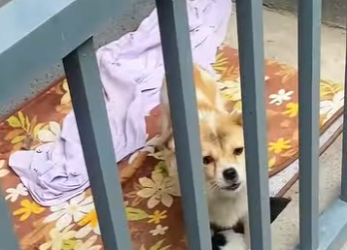 L1601007 redemption of stray dog not too vicious, just too scared (Parte 2)