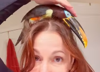 L1601003 bad tempered toucan (Parte 2)