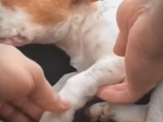 M1601002No puedes comprar el amor pero si puedes adoptarlo (Parte 2)