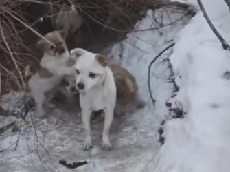 M1601005 Perrita y sus cachorritos esperaba con felicidad su comidita (Parte 2)