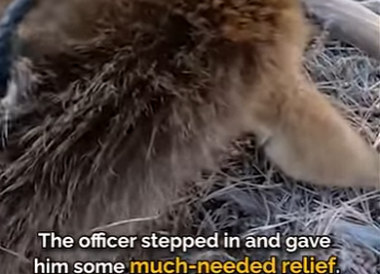 B0101020 Trapped elk had completely given up when wildlife officer arrives (Part 2)