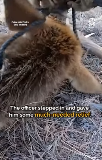 B0101020 Trapped elk had completely given up when wildlife officer arrives (Part 2)