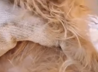 M1601001 Perrito dormía para no sentir hambre (Parte 2)