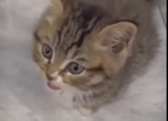 M1601006 Quien puede abandonar algo tan lindo (Parte 2)