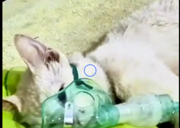 M1601007 Esta gatita fue encontrada agonizando (Parte 2)