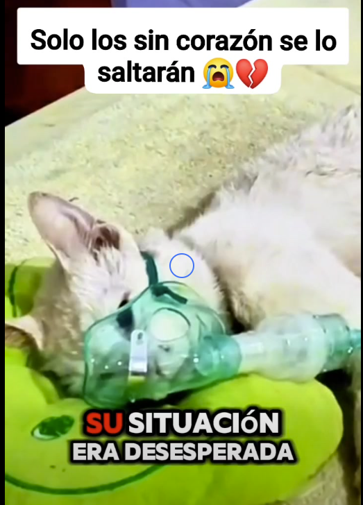 M1601007 Esta gatita fue encontrada agonizando (Parte 2)