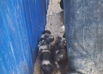 M1601003 No puedes comprar el amor pero si puedes adoptarlo (Parte 2)