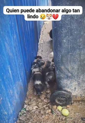 M1601003 No puedes comprar el amor pero si puedes adoptarlo (Parte 2)