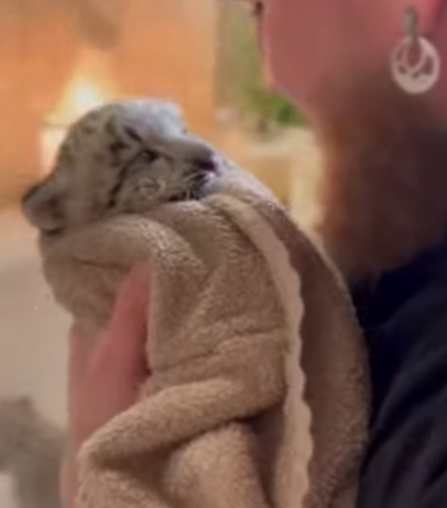 T1601001 snowstorm came,and family of snow leopards came to my door (Part 2)