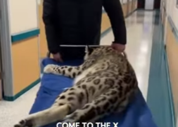 T1601005 On blizzard day,an injured snow leopard collapsed in front of my do (Part 2)