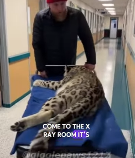 T1601005 On blizzard day,an injured snow leopard collapsed in front of my do (Part 2)