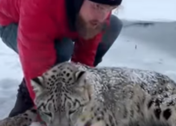 T1601004 couldn go by when saw magnificent snow leopard drown (Part 2)