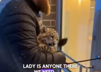 T1601003 snow leopard mother appeared at my doorstep,what happened to her (Part 2)