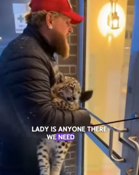 T1601003 snow leopard mother appeared at my doorstep,what happened to her (Part 2)