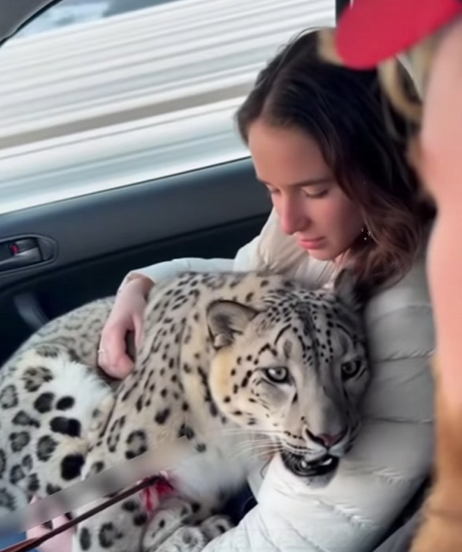 T1601006 On snowy day, saved an injured snow leopard mother (Part 2)