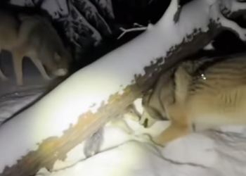 T1601007 Outskirts, wolf suddenly sent me distress signal (Part 2)