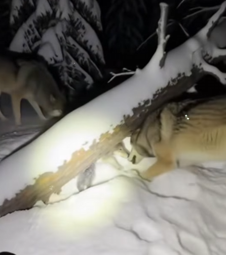 T1601007 Outskirts, wolf suddenly sent me distress signal (Part 2)