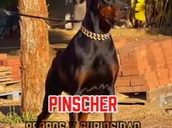 Y1601006 Este Cabrón es el Doberman (Parte 2)