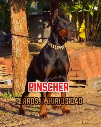 Y1601006 Este Cabrón es el Doberman (Parte 2)