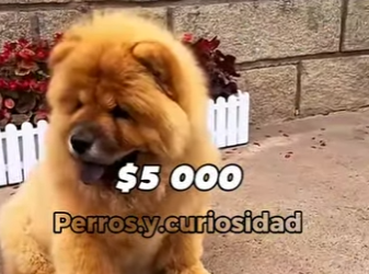 Y1601001 Las razas de perros más caras del mundo son (Parte 2)