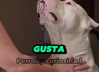 Y1601007 motivos para tener un Dogo Argentino (Parte 2)