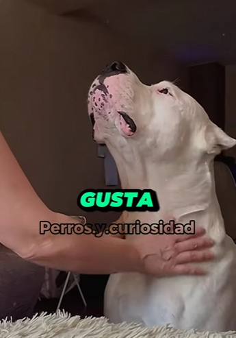 Y1601007 motivos para tener un Dogo Argentino (Parte 2)