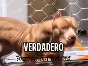 Y1601005 Varadero APBT (Parte 2)