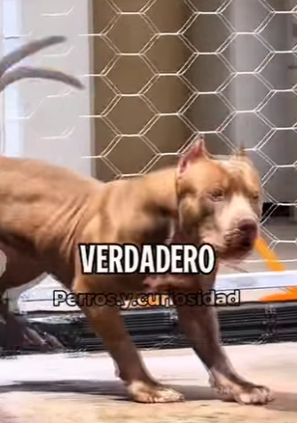 Y1601005 Varadero APBT (Parte 2)