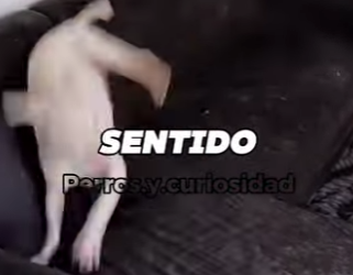 Y1601004 El Bull Terrier el demonio adorable que arruina tu casa pero roba tu (Parte 2)