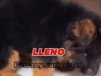 Y1601003 perros que de cachorros son adorables pero cuando crecen se convie (Parte 2)