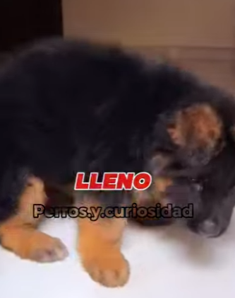 Y1601003 perros que de cachorros son adorables pero cuando crecen se convie (Parte 2)