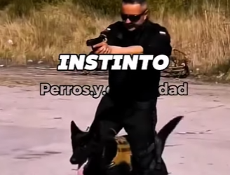 Y1601002 Sabes por qué el pastor alemán es el perro más utilizado por la poli (Parte 2)