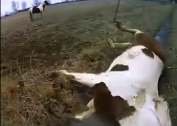 I1401002 Bodycam Shows Muldrow Police Help Save Horse Stuck in Ditch (Part 2)