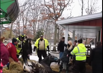 I1401001 Rescuing an injured horse couldn stand up (Part 2)