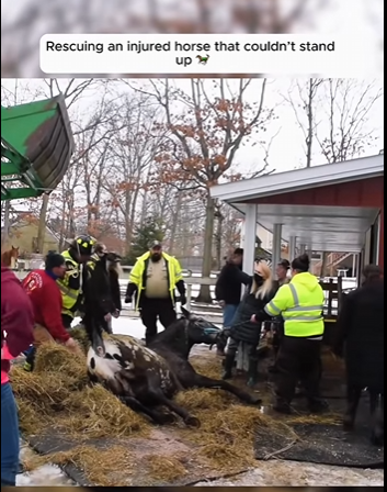 I1401001 Rescuing an injured horse couldn stand up (Part 2)