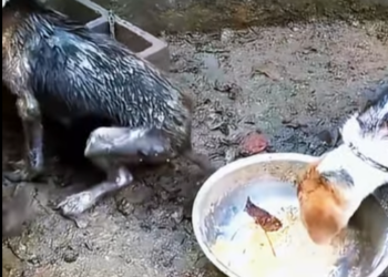 dog was broken by its owner licked food waste in rain (Part 2)