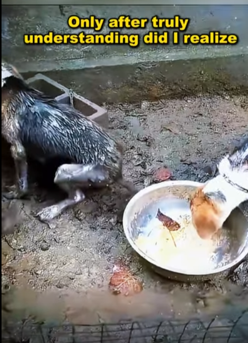 dog was broken by its owner licked food waste in rain (Part 2)