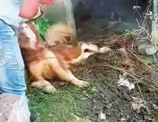 dog who was abandoned in basement of pond was blind (Part 2)