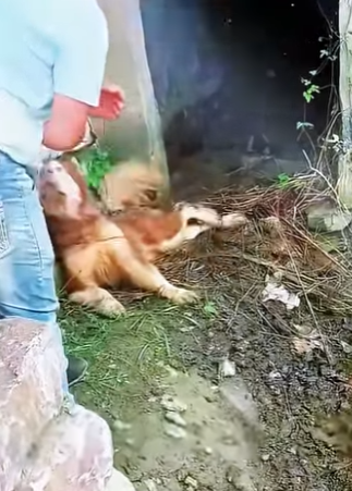 dog who was abandoned in basement of pond was blind (Part 2)