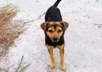 E1207010 rotten necked dog his wife children to survive in garb (Part 2)