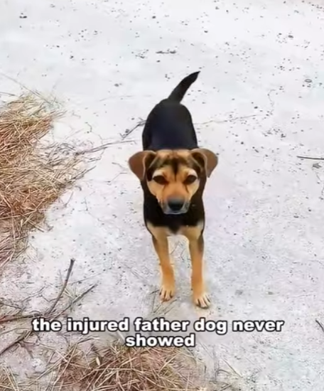 E1207010 rotten necked dog his wife children to survive in garb (Part 2)