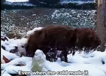 E1207012 tramp foraged in cold wind (Part 2)