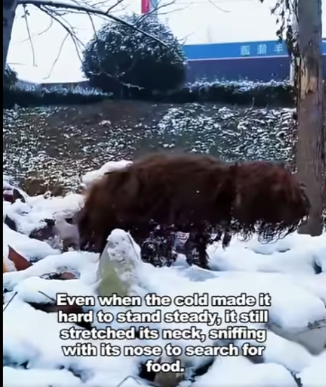 E1207012 tramp foraged in cold wind (Part 2)