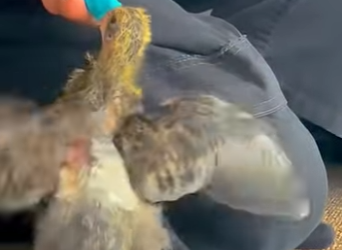 B0101012 Who knew they were smart (Part 2)